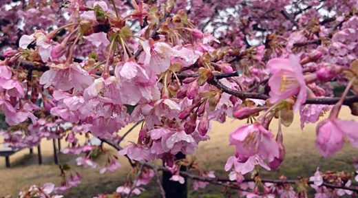 河津桜が満開になりました！