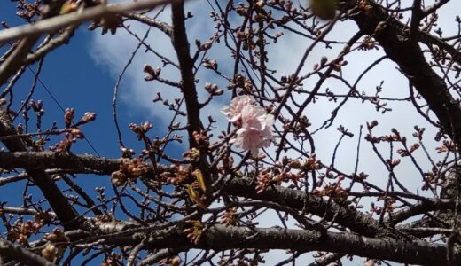 河津桜が咲き始めました！