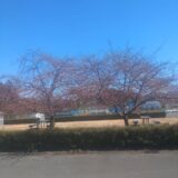 2023年　河津桜が咲き始めています！