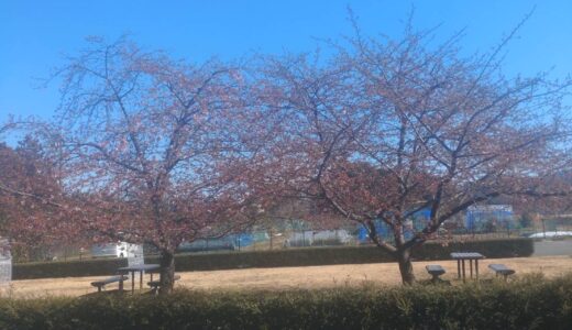2023年　河津桜が咲き始めています！