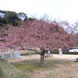 2024年・河津桜が咲き始めました。