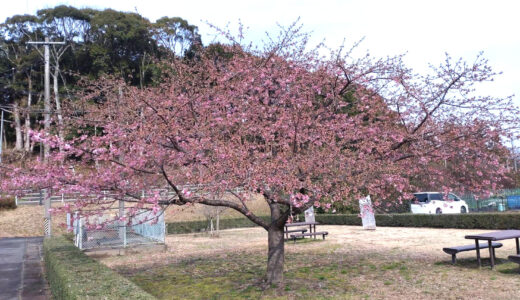 2024年・河津桜が咲き始めました。