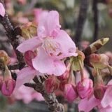2026年・河津桜が咲き始めました。