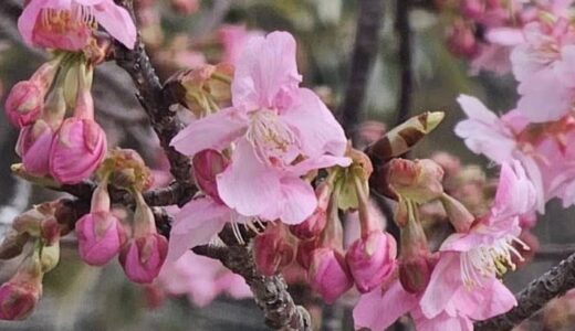 2026年・河津桜が咲き始めました。