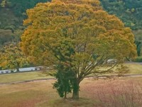 宮リバーパーク度会 紅葉風景