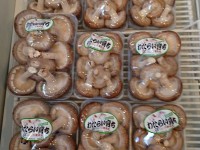 わたらいシイタケ