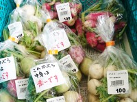 かぶら色々 紅大根 ラディッシュ